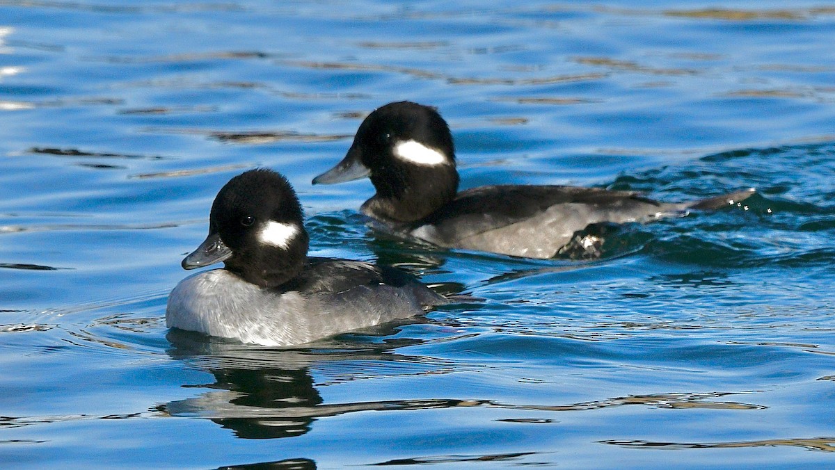 Bufflehead - ML611418800