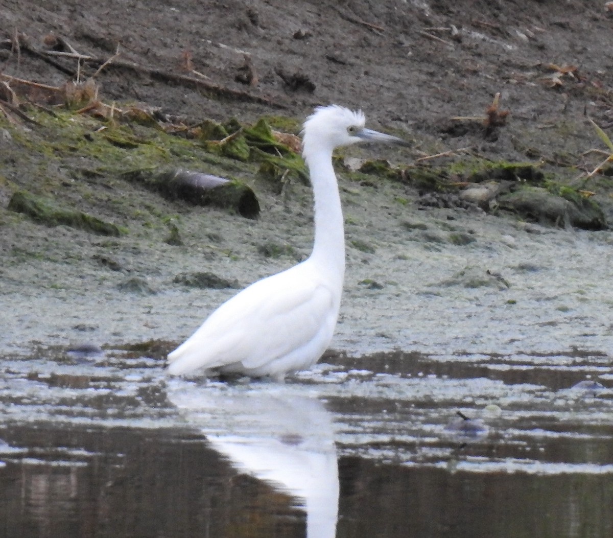 Little Blue Heron - ML611418825