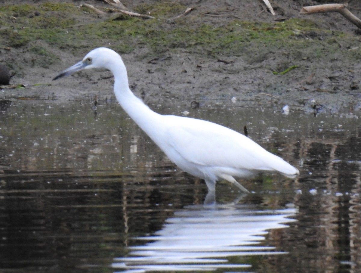 Little Blue Heron - ML611418836