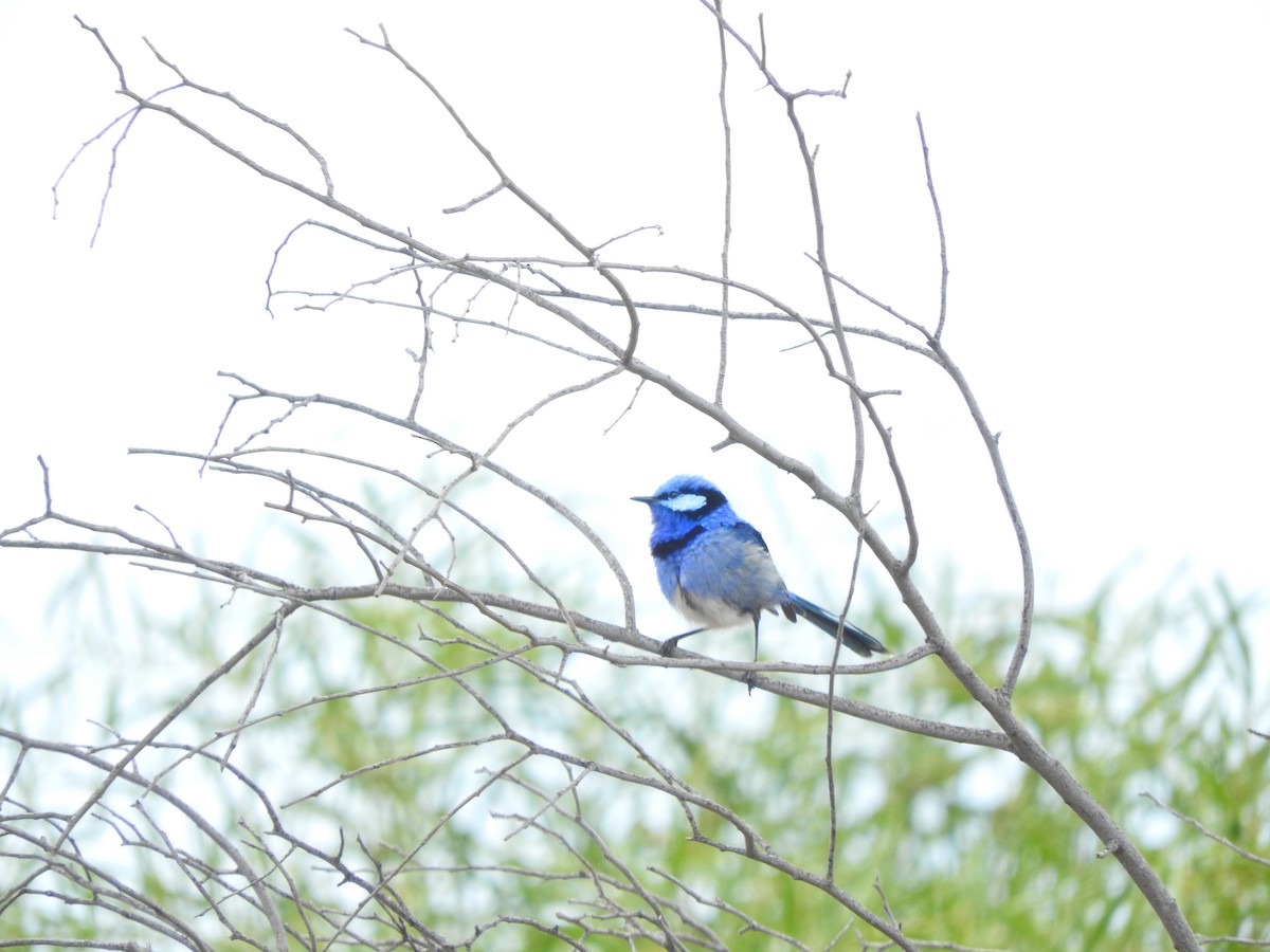 Splendid Fairywren - ML611418851