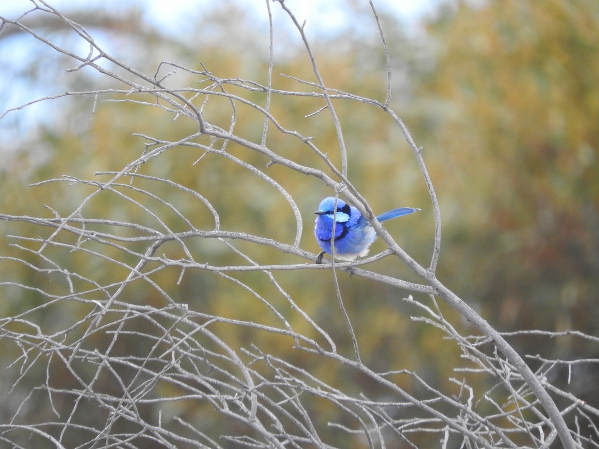 Splendid Fairywren - ML611418856