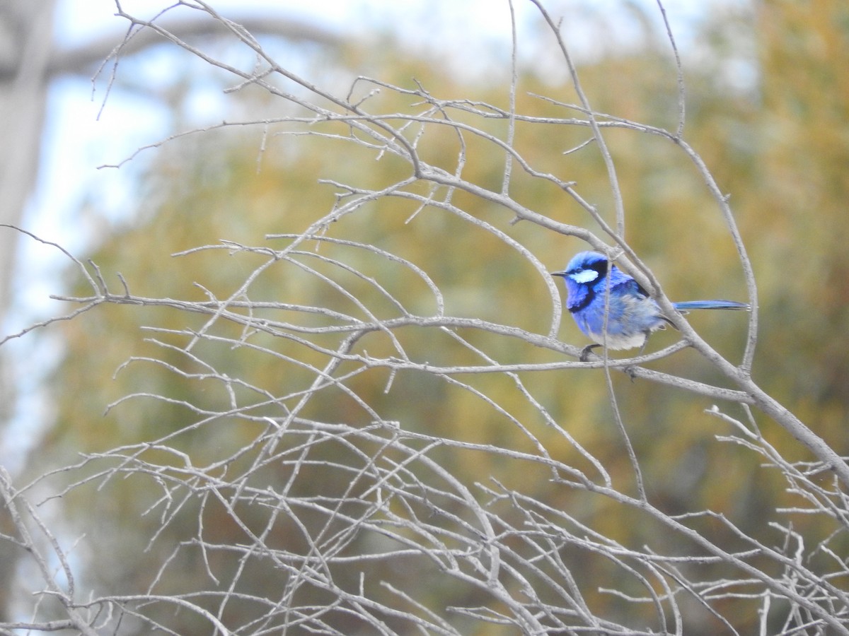 Splendid Fairywren - ML611418857