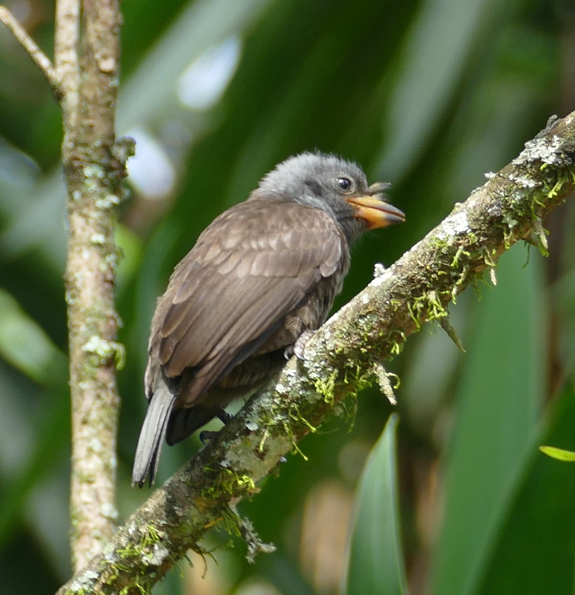 Gray-throated Barbet - ML611418890