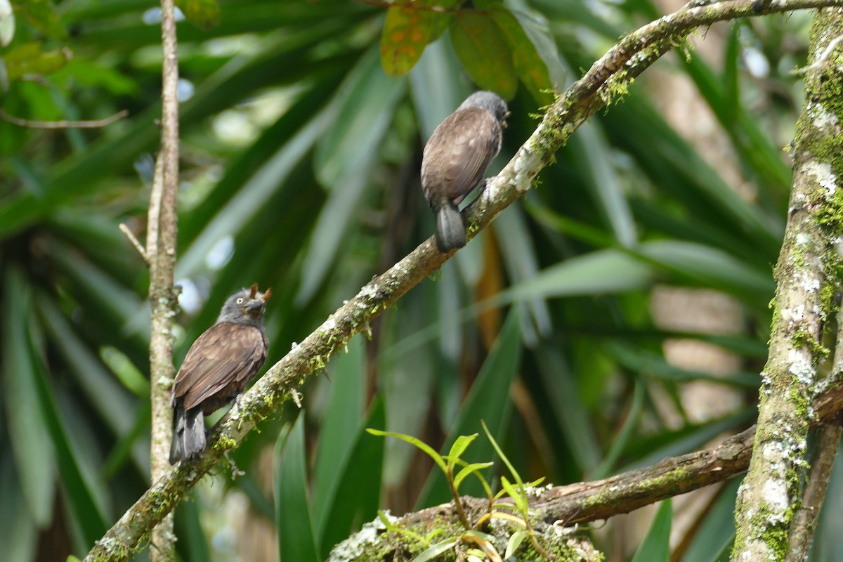 Gray-throated Barbet - ML611418893