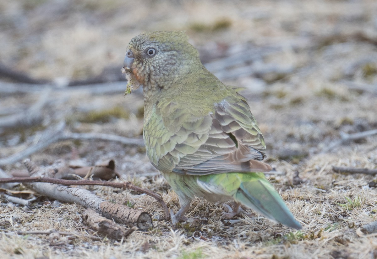 Red-rumped Parrot - ML611418922