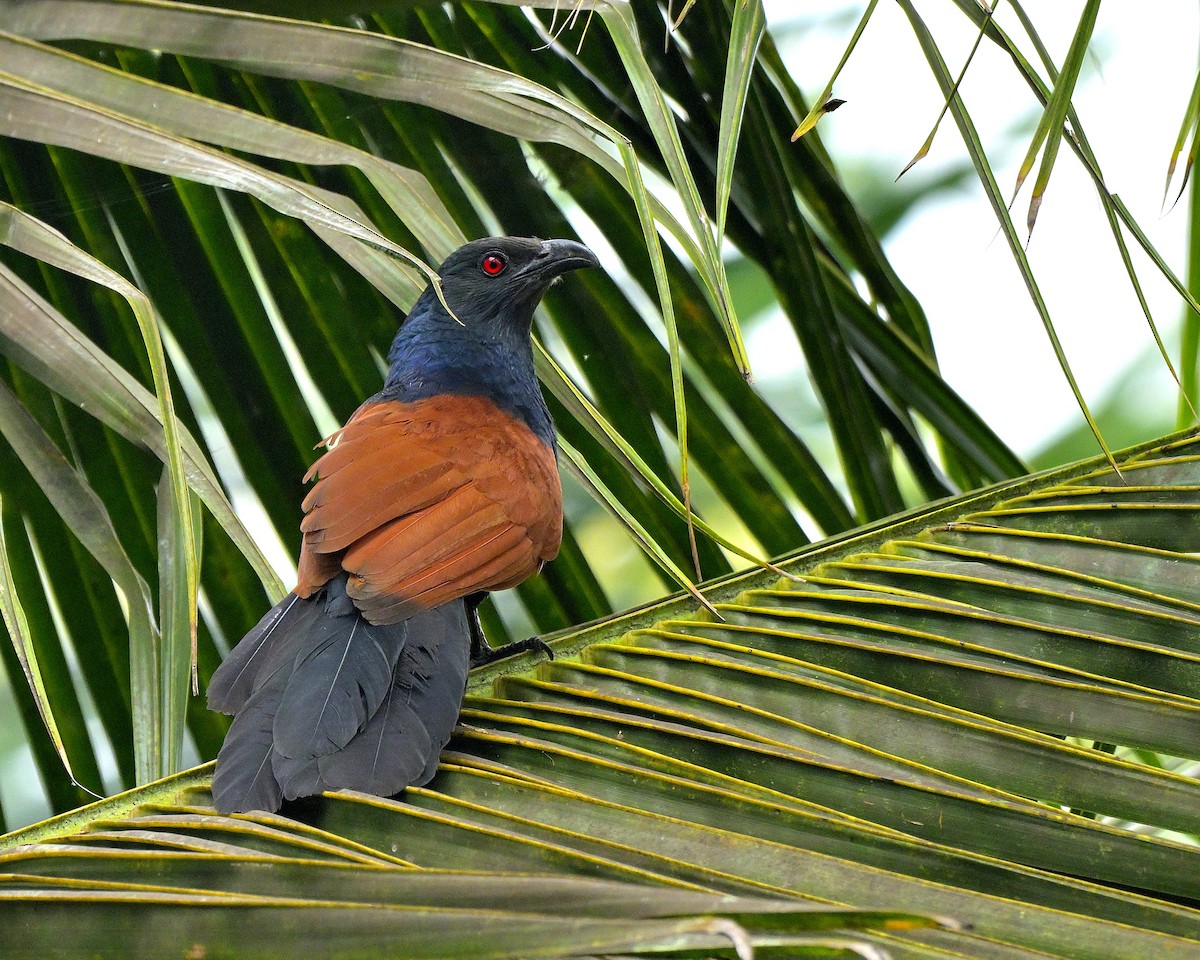 Greater Coucal - ML611418979