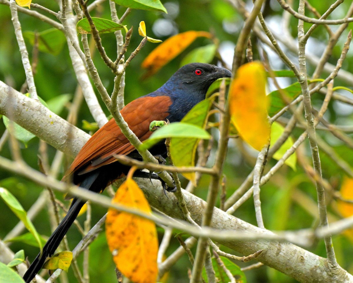 Greater Coucal - ML611418980
