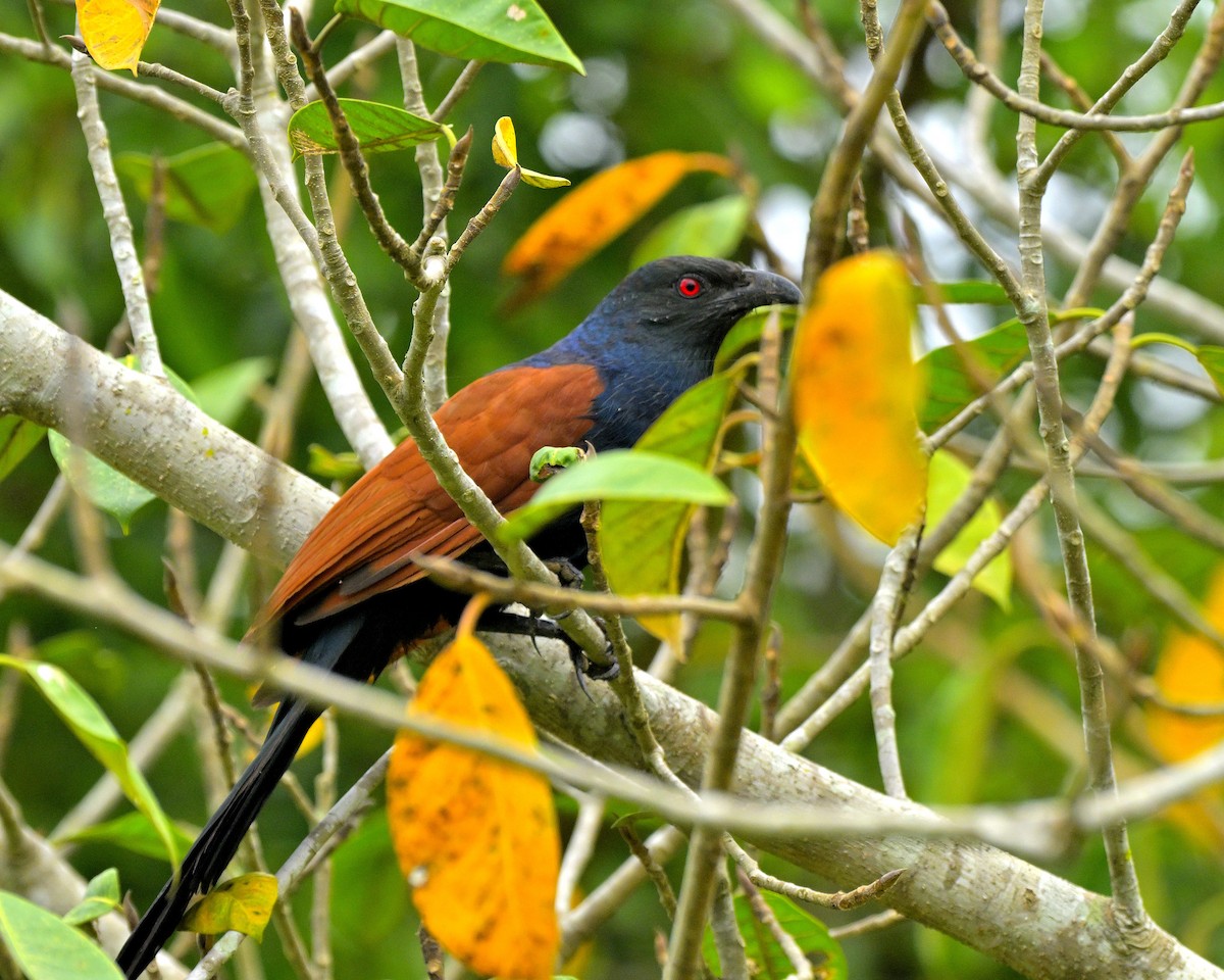 Greater Coucal - ML611418984