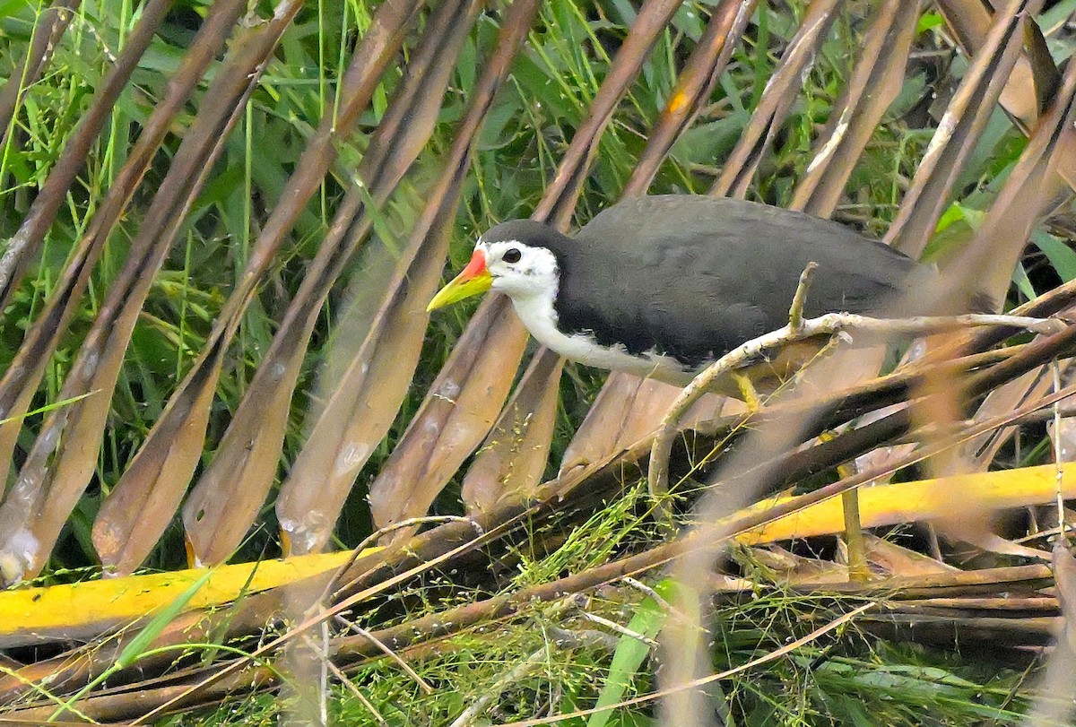 White-breasted Waterhen - ML611419005