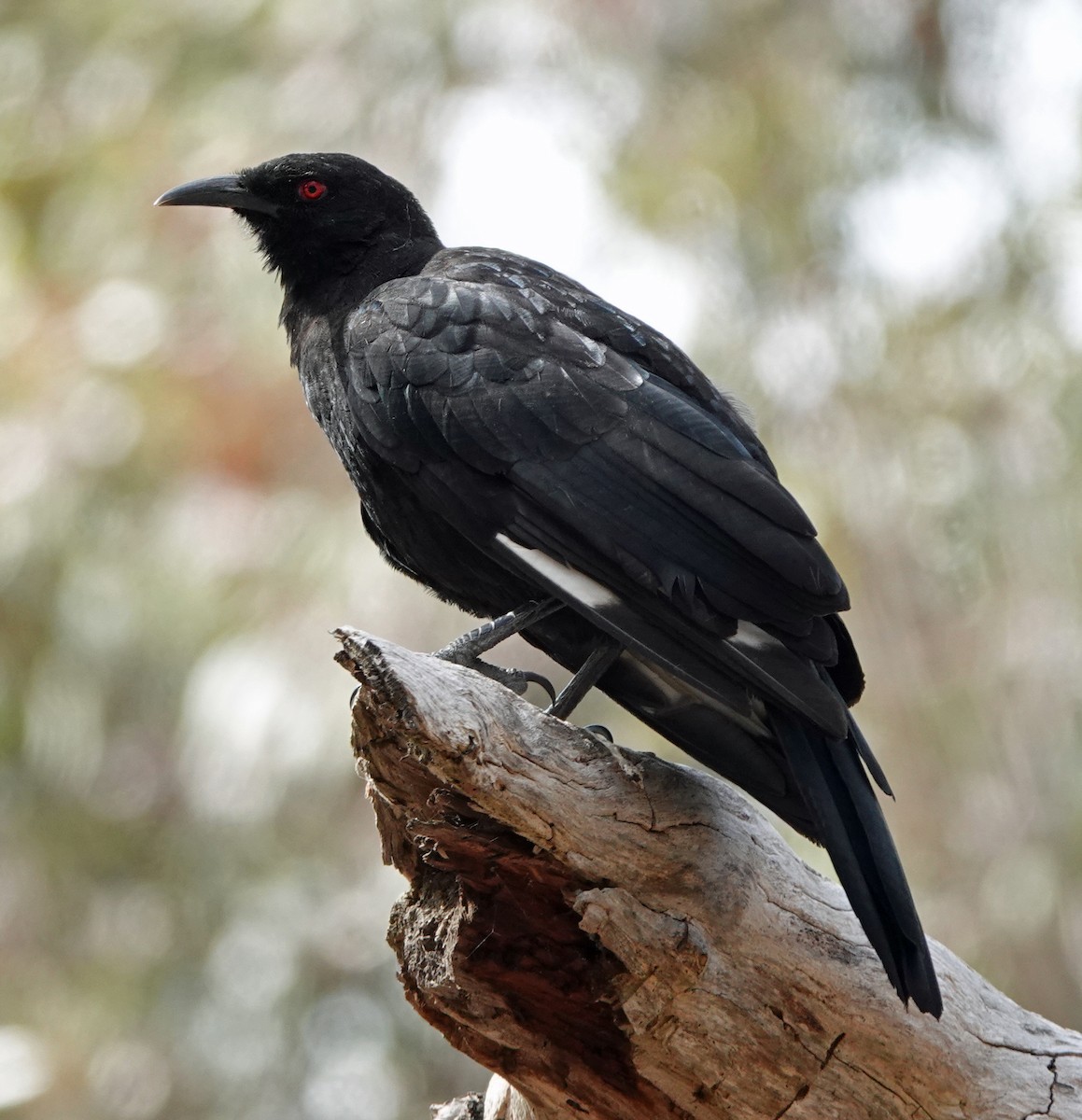 White-winged Chough - ML611419009