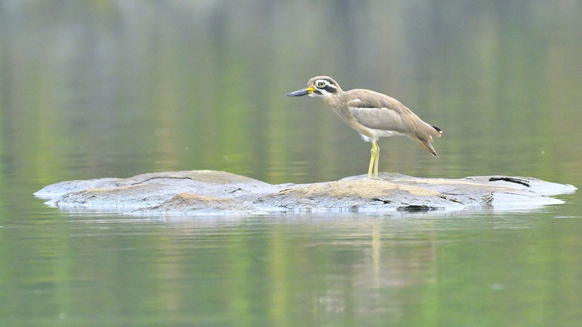 Great Thick-knee - ML611419026