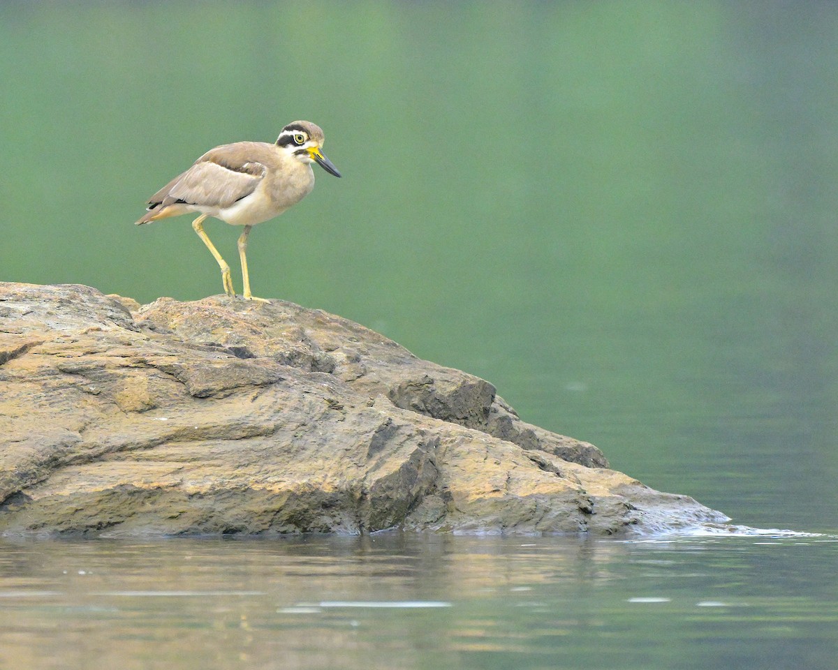 Great Thick-knee - ML611419028