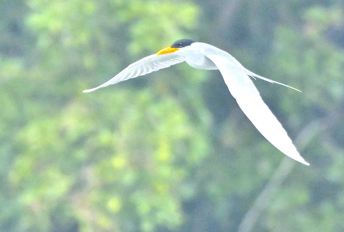 River Tern - ML611419079