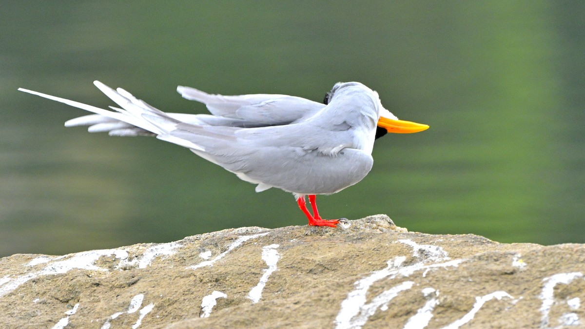 River Tern - ML611419088