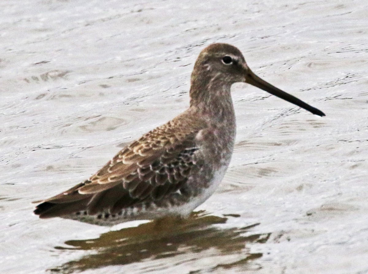 Short-billed Dowitcher - ML611419137