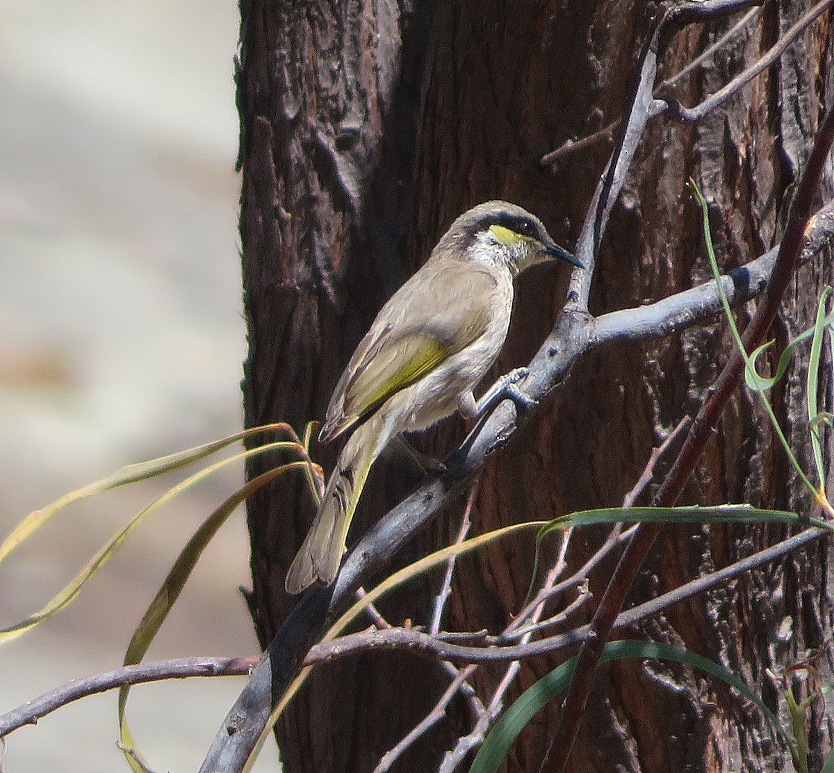 Singing Honeyeater - ML611419216