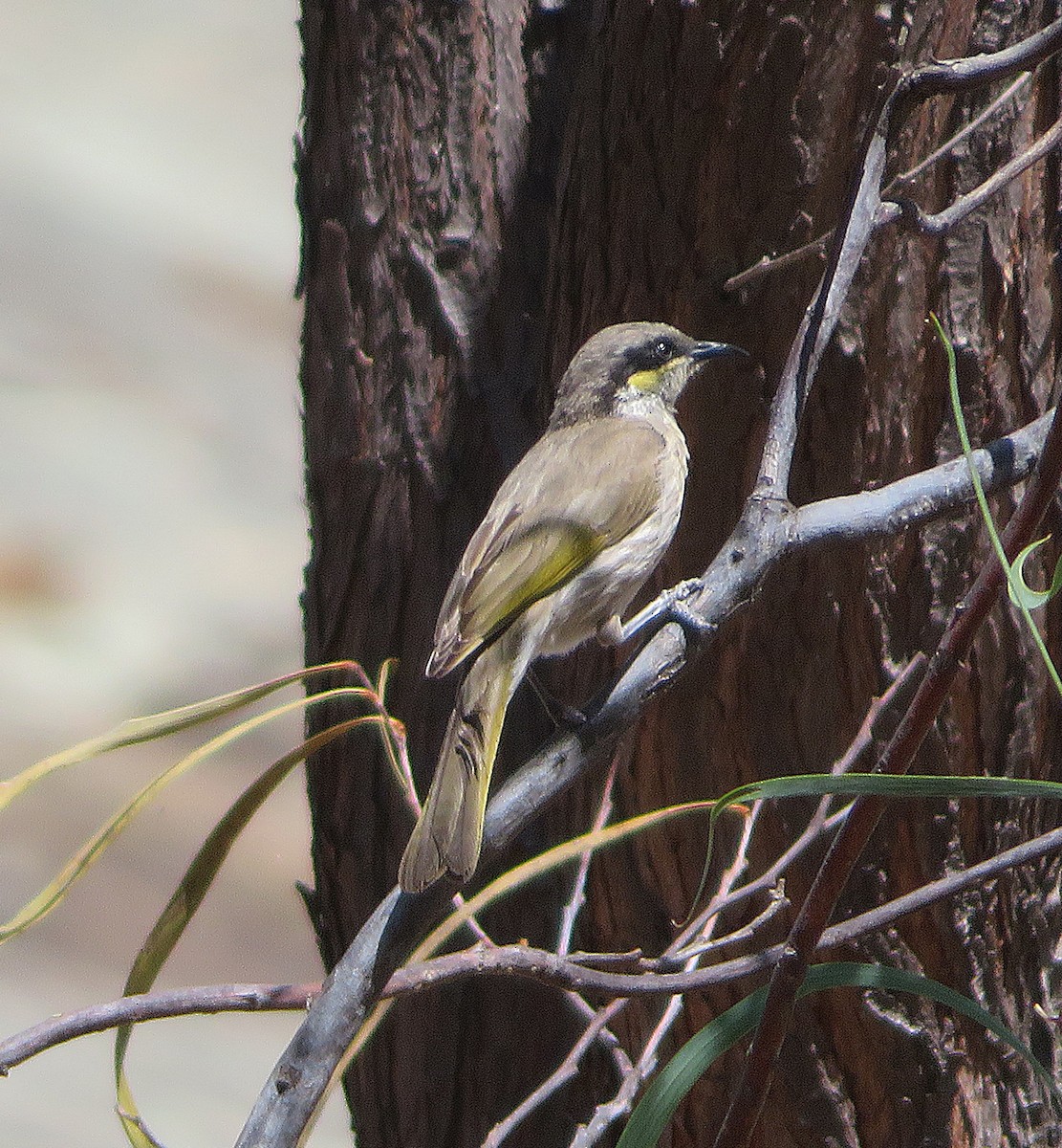 Singing Honeyeater - ML611419224