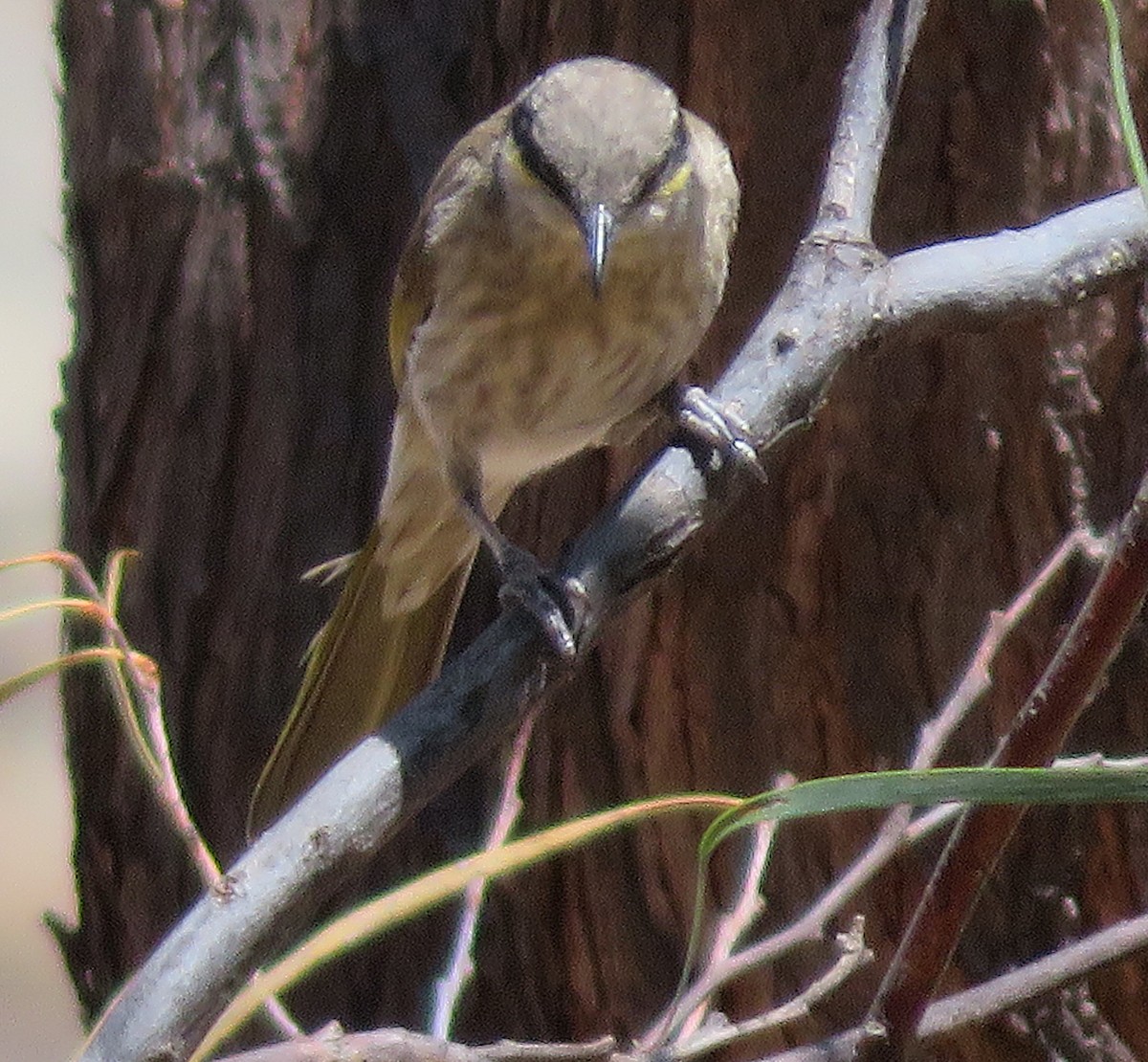 Singing Honeyeater - ML611419229