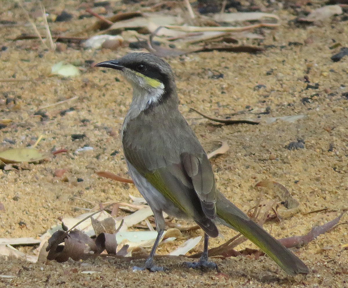 Singing Honeyeater - ML611419242
