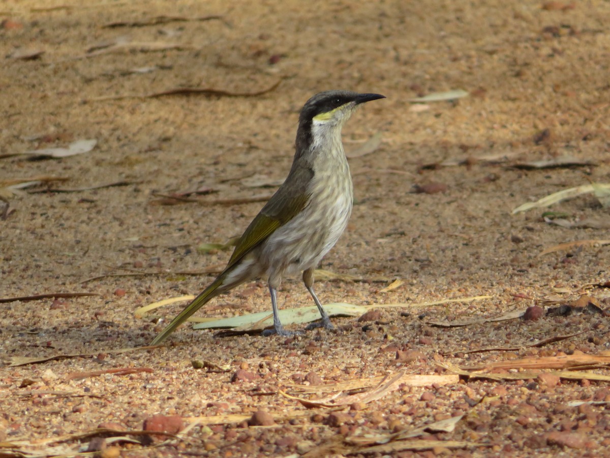 Singing Honeyeater - ML611419253
