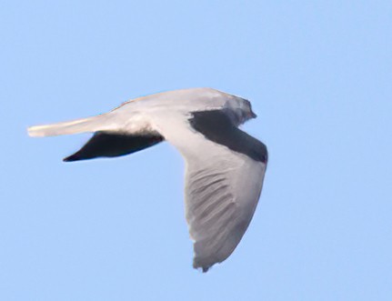 White-tailed Kite - ML611419317