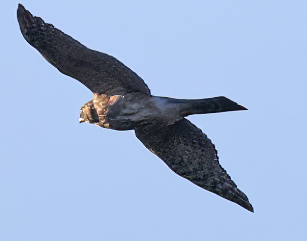 Northern Harrier - ML611419321