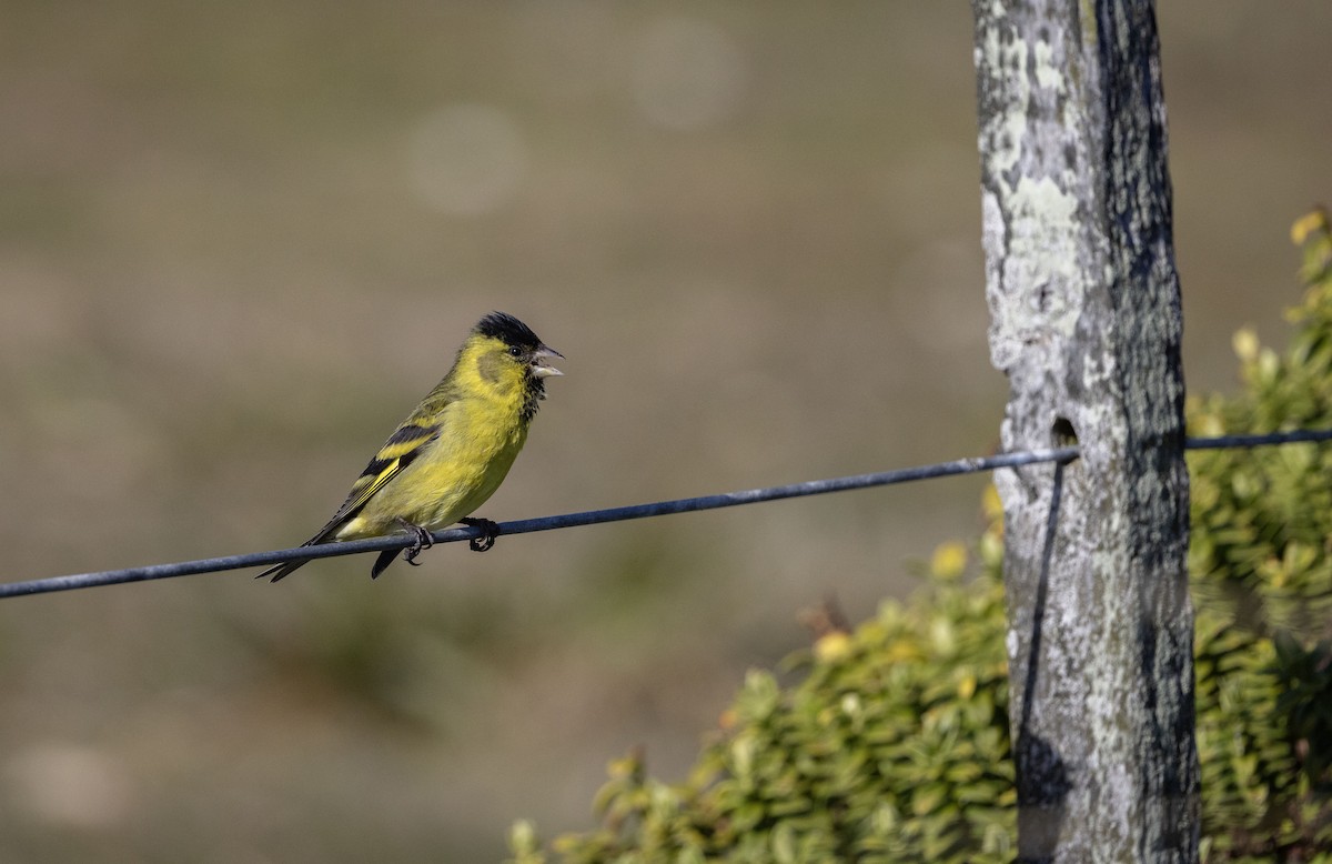 Black-chinned Siskin - Mouser Williams