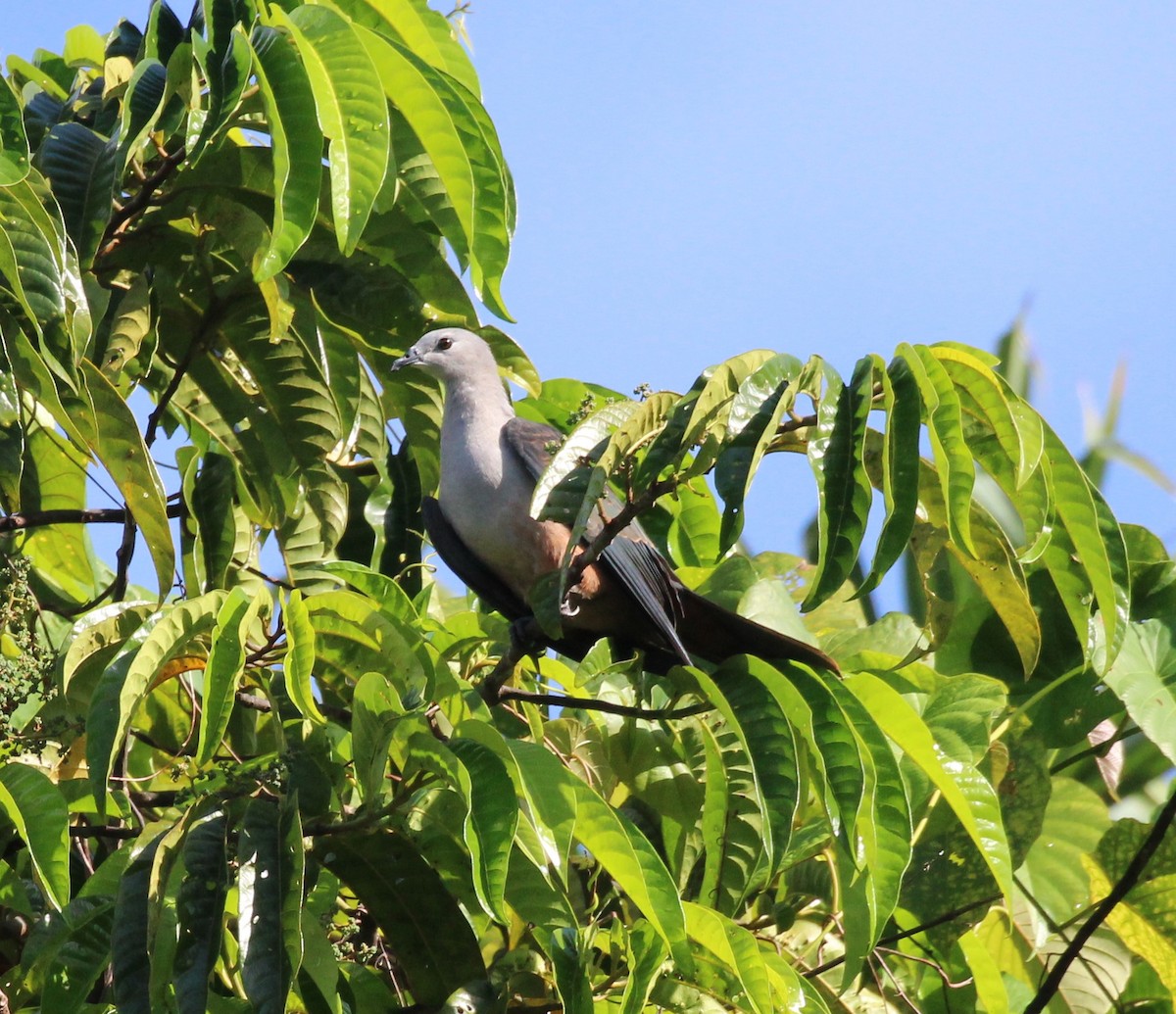 Микронезийский плодовый голубь - ML611419359