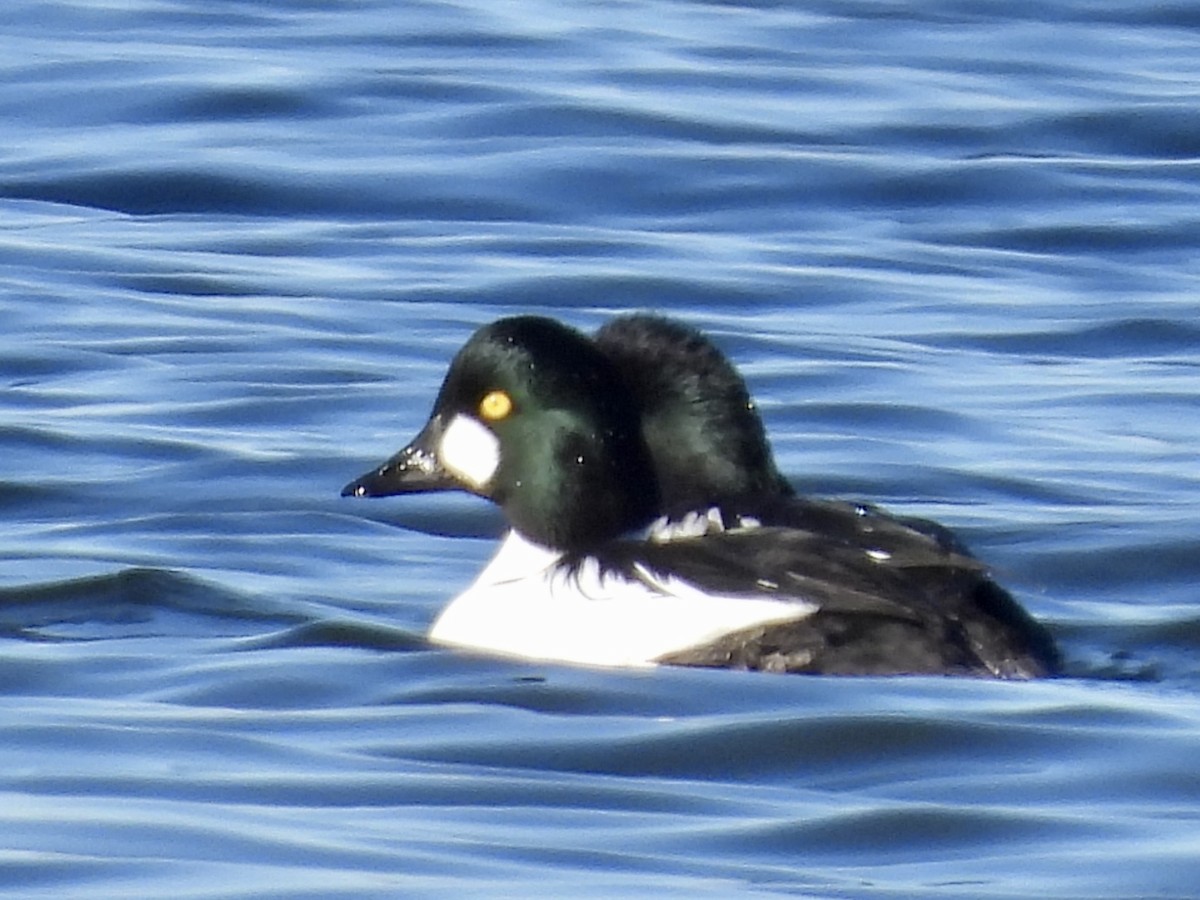 Common Goldeneye - Stella Miller