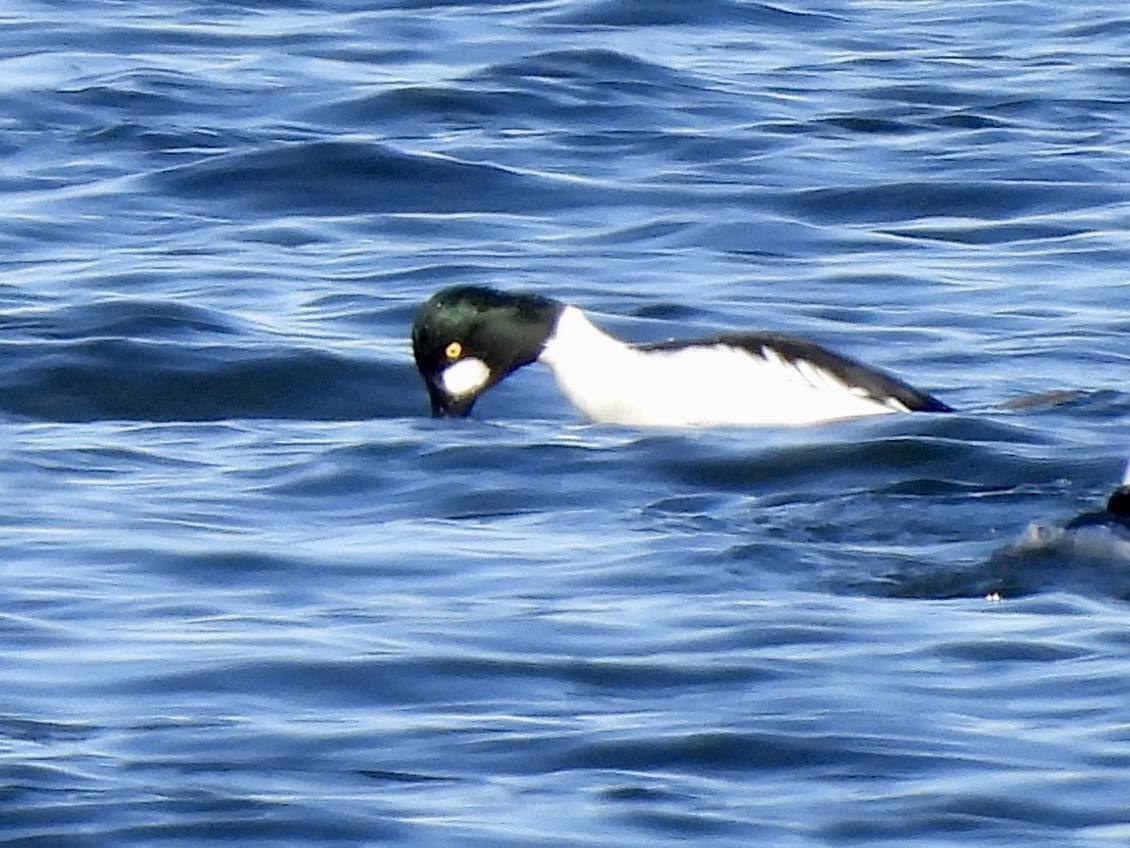 Common Goldeneye - ML611419376