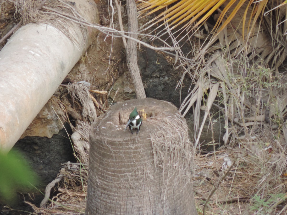 Amazon Kingfisher - ML611419396