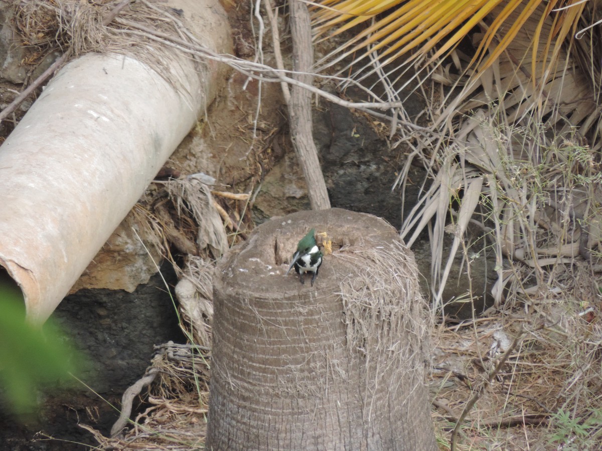 Amazon Kingfisher - ML611419397