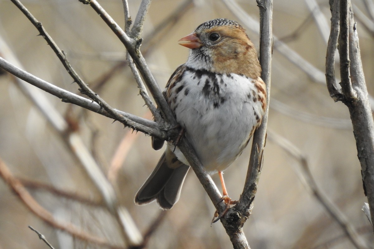 Harris's Sparrow - Team Ona