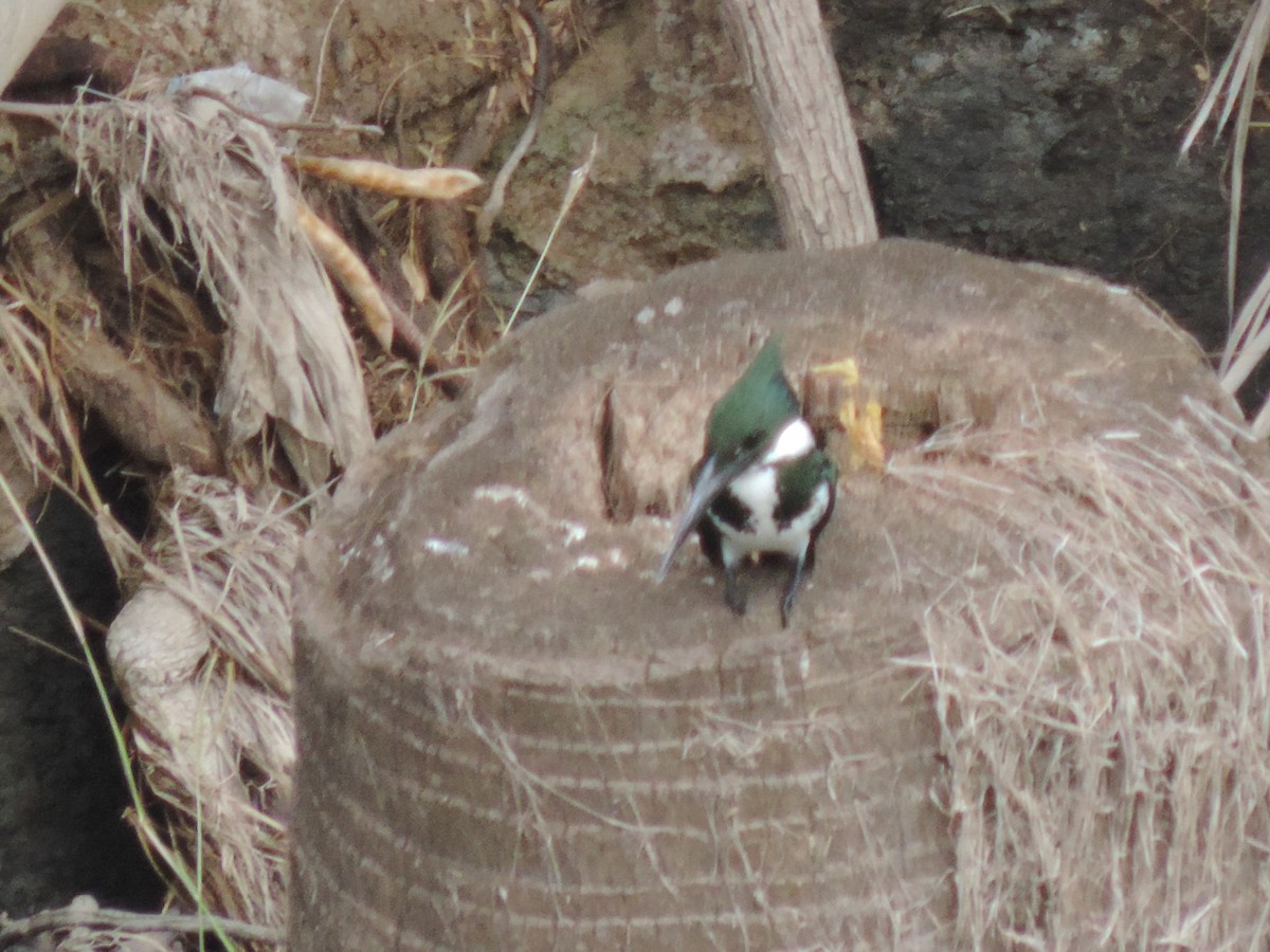 Amazon Kingfisher - ML611419402