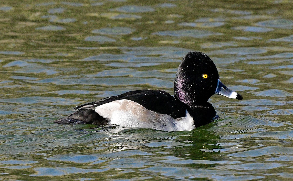 Ring-necked Duck - ML611419418