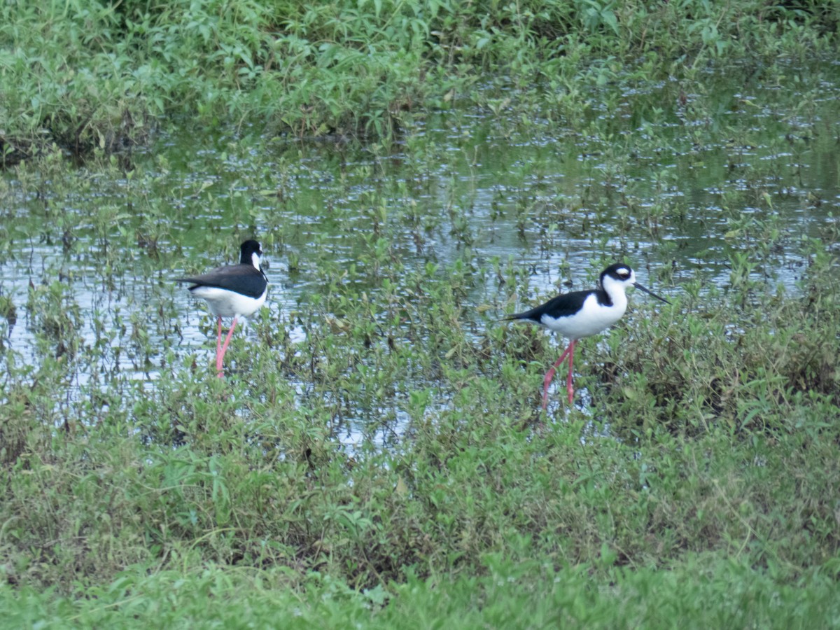 Black-necked Stilt - ML611419602