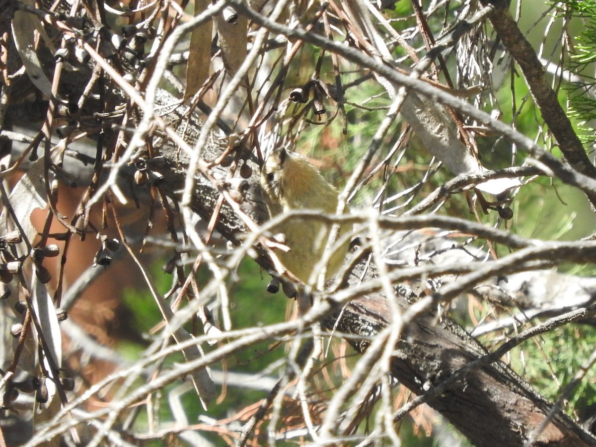 Yellow Thornbill - Archer Callaway