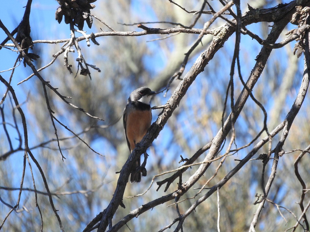 Rufous Whistler - ML611419656