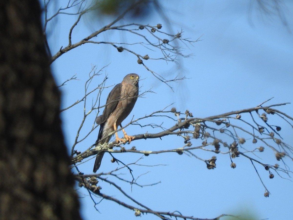 Brown Goshawk - Archer Callaway