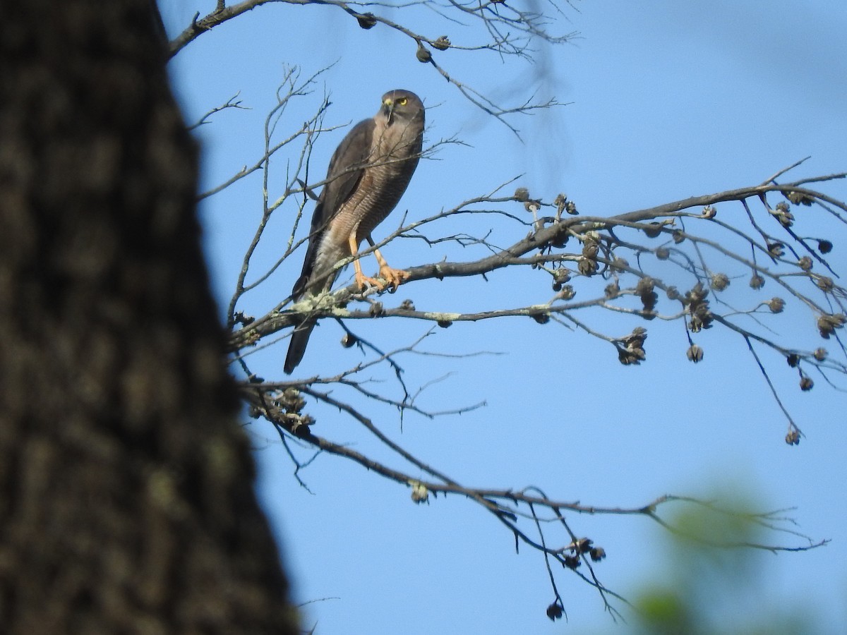 Brown Goshawk - ML611419680