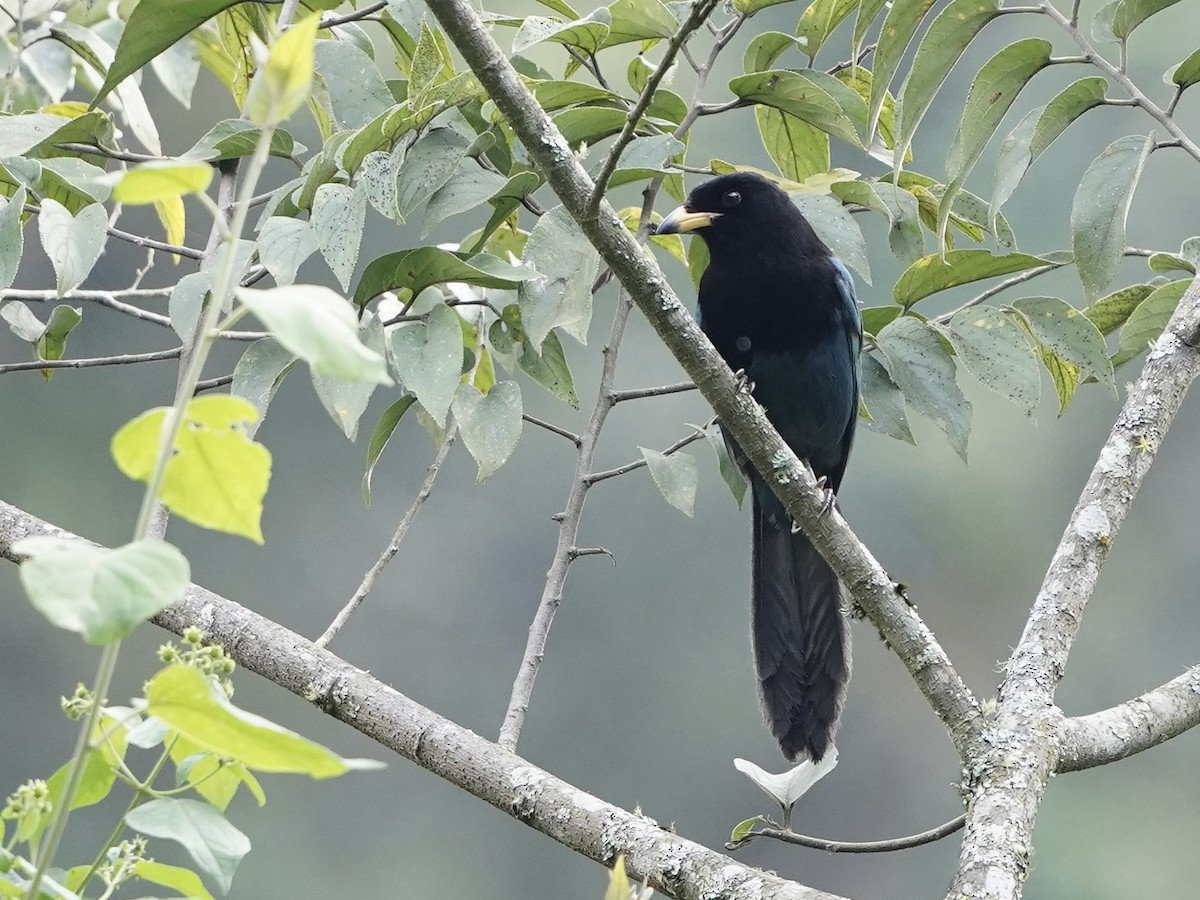 Bushy-crested Jay - ML611419738