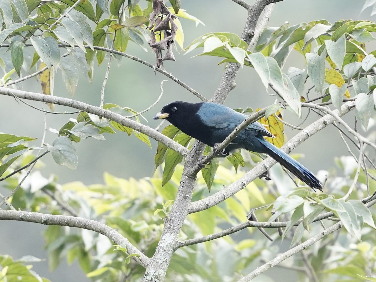 Bushy-crested Jay - ML611419739