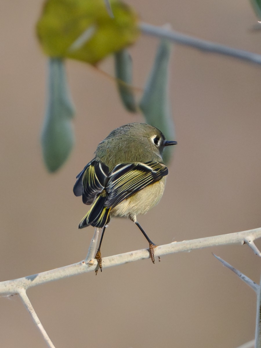Ruby-crowned Kinglet - ML611419839