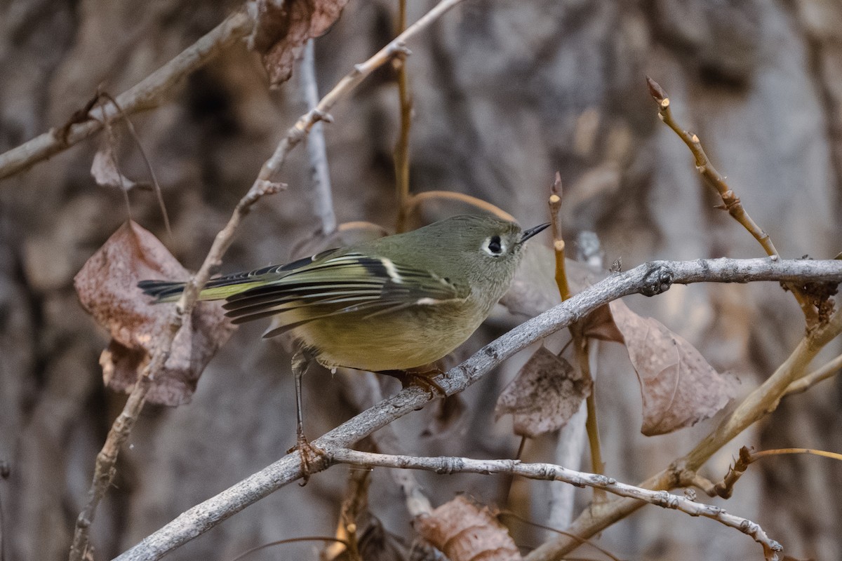 Ruby-crowned Kinglet - ML611419843