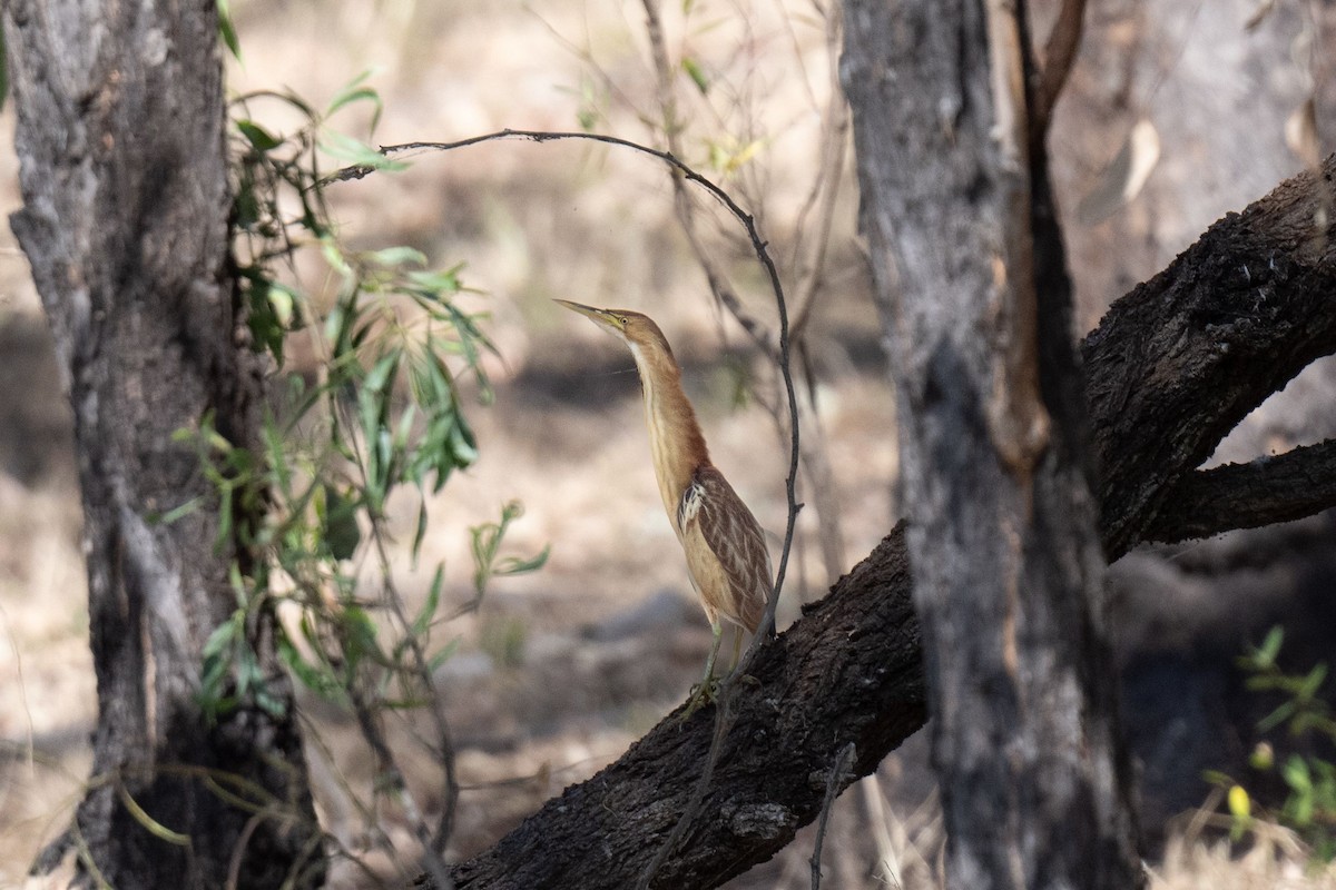 Black-backed Bittern - ML611419858