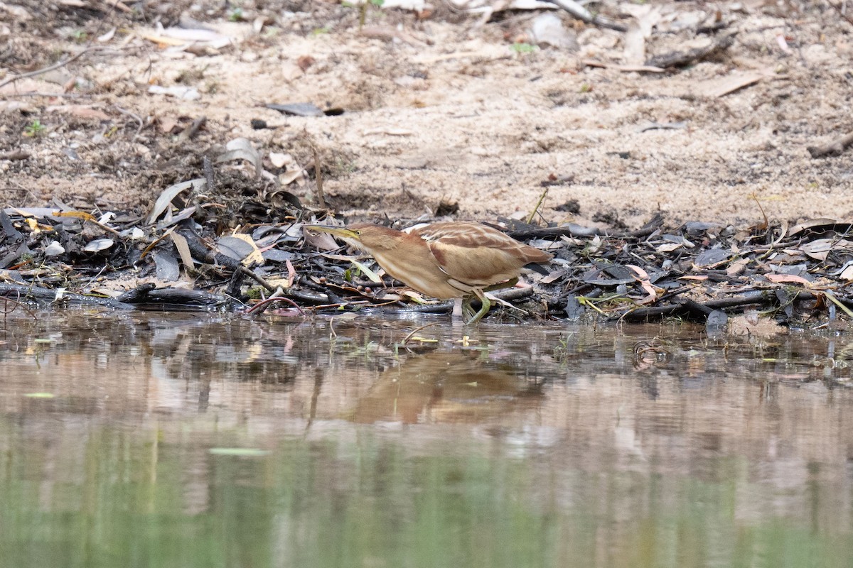 Black-backed Bittern - ML611419861