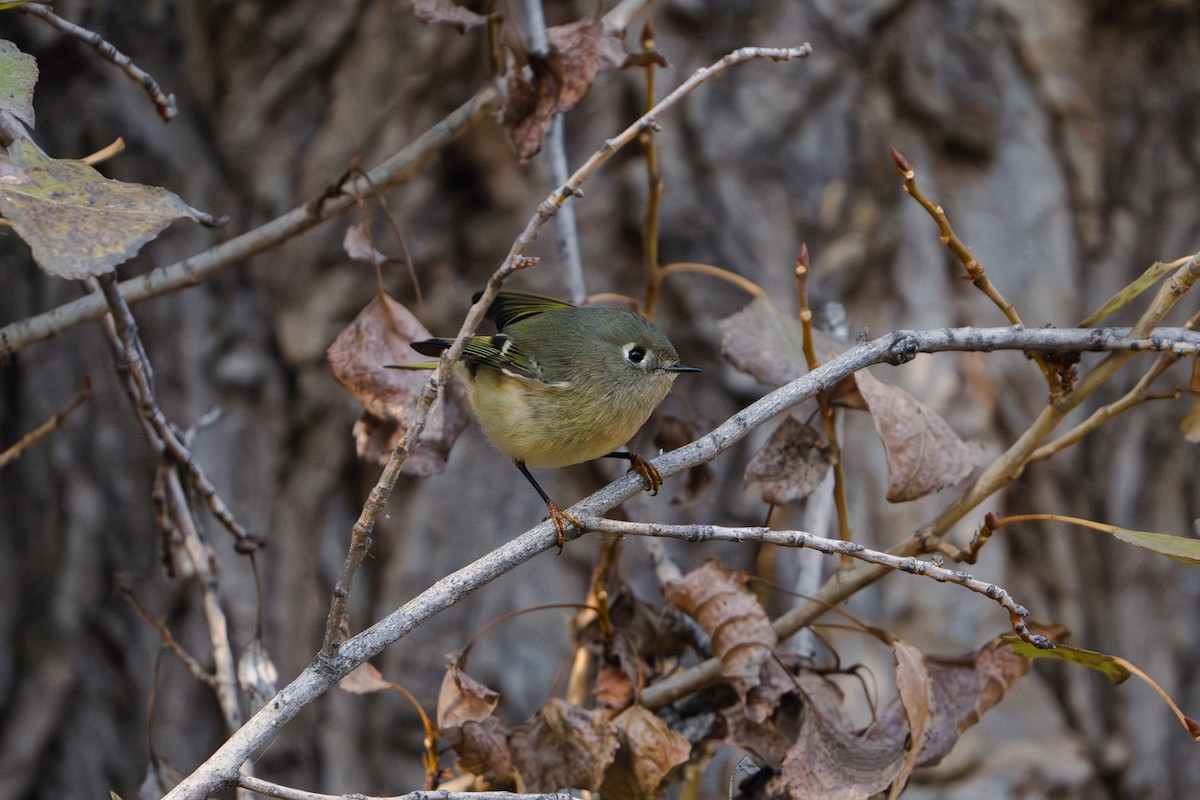 Ruby-crowned Kinglet - ML611419892