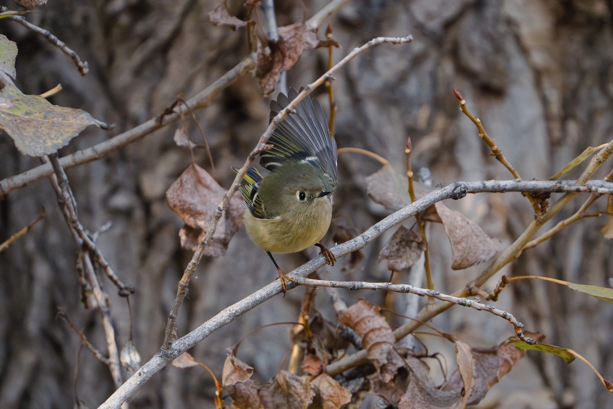 Ruby-crowned Kinglet - ML611419893