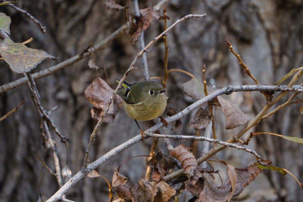 Ruby-crowned Kinglet - ML611419895