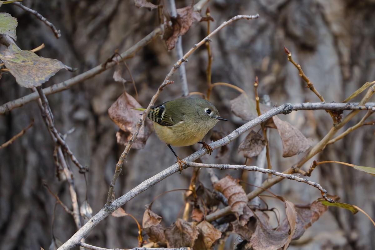 Ruby-crowned Kinglet - ML611419896